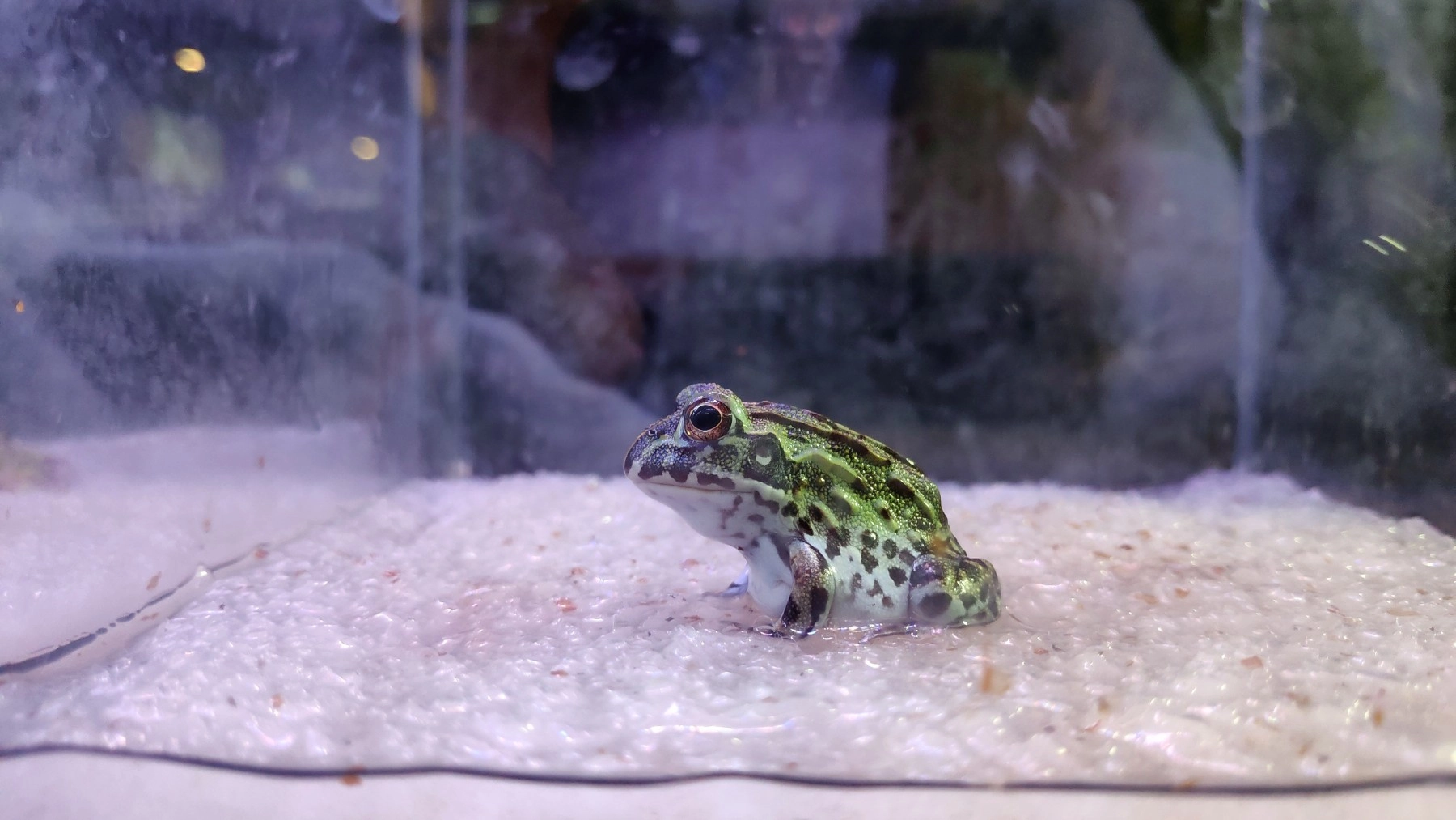 A Pacman frog in a tank