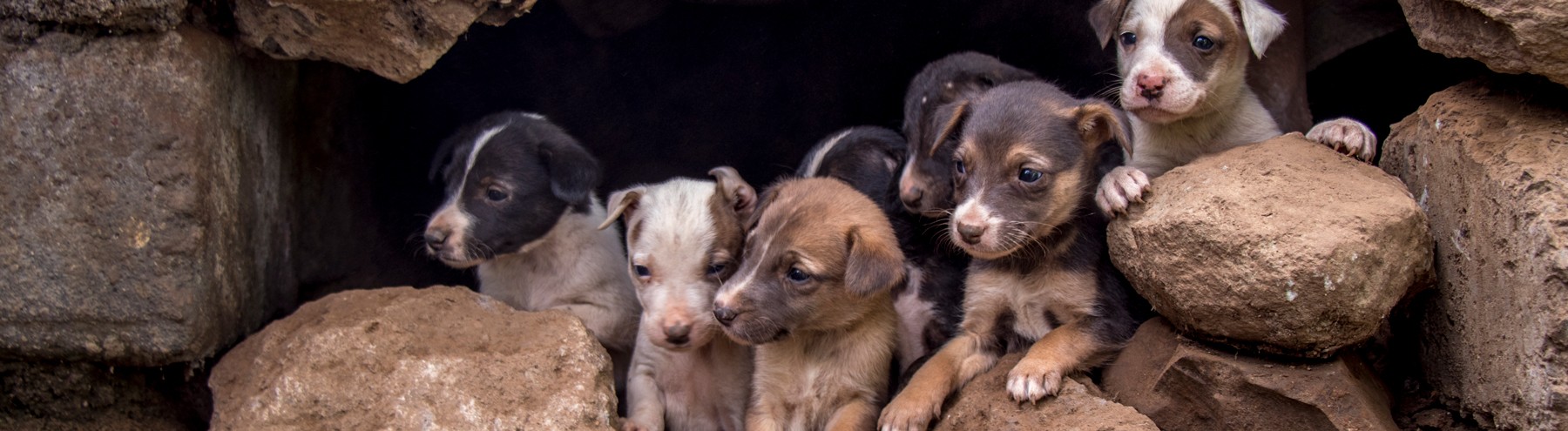 Litter of 9 puppies taking shelter in a stone wall near the vaccination drive in Kenya