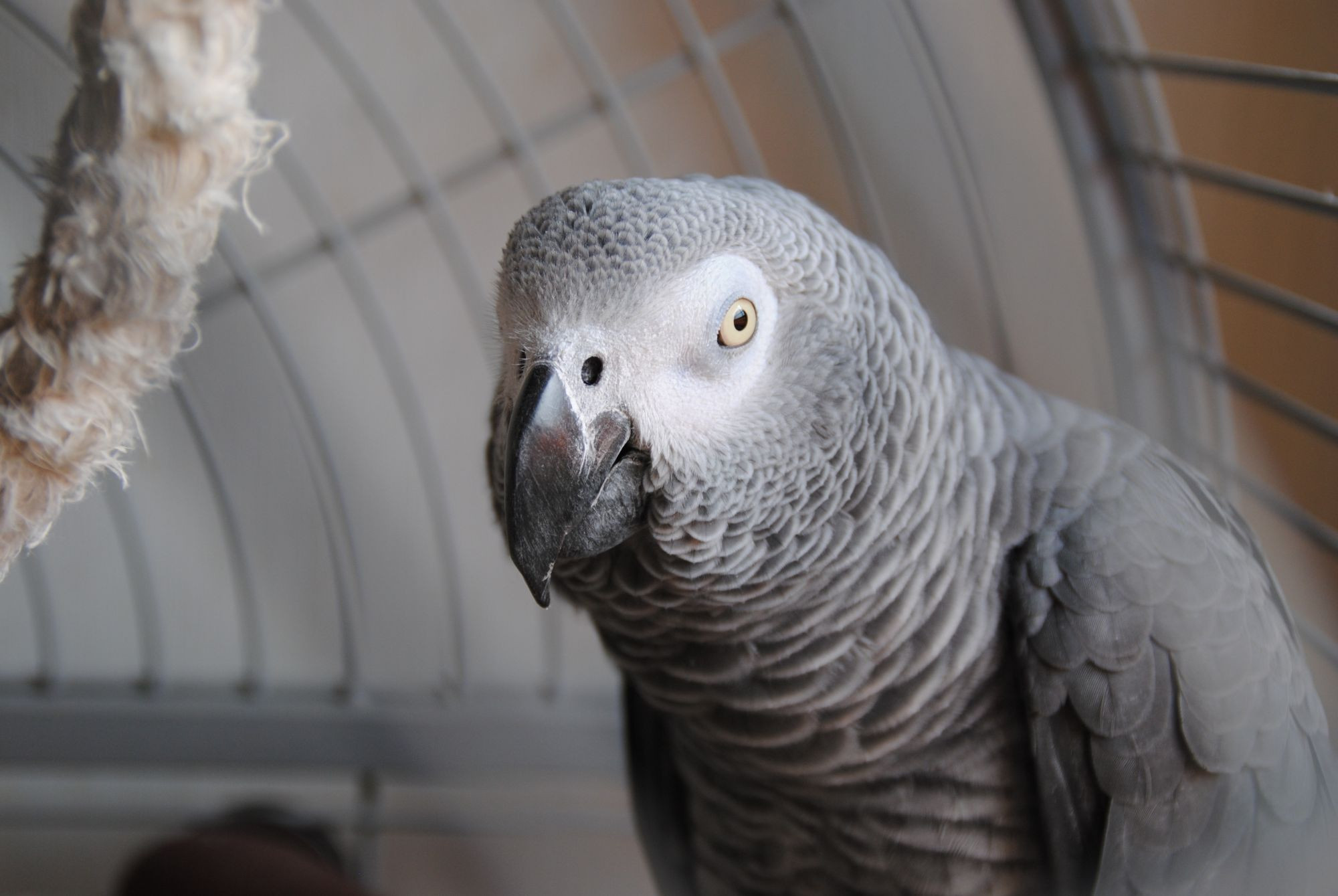 An African Grey Parrot in captivity.