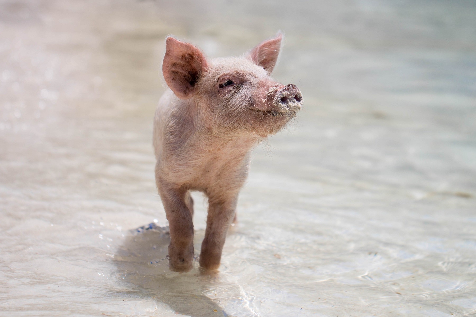 Piglet in water