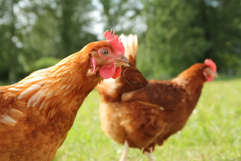 Chickens at cage-free egg farm in Canada